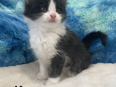 6 Darling Fluffy Kittens!! 8 Weeks Old