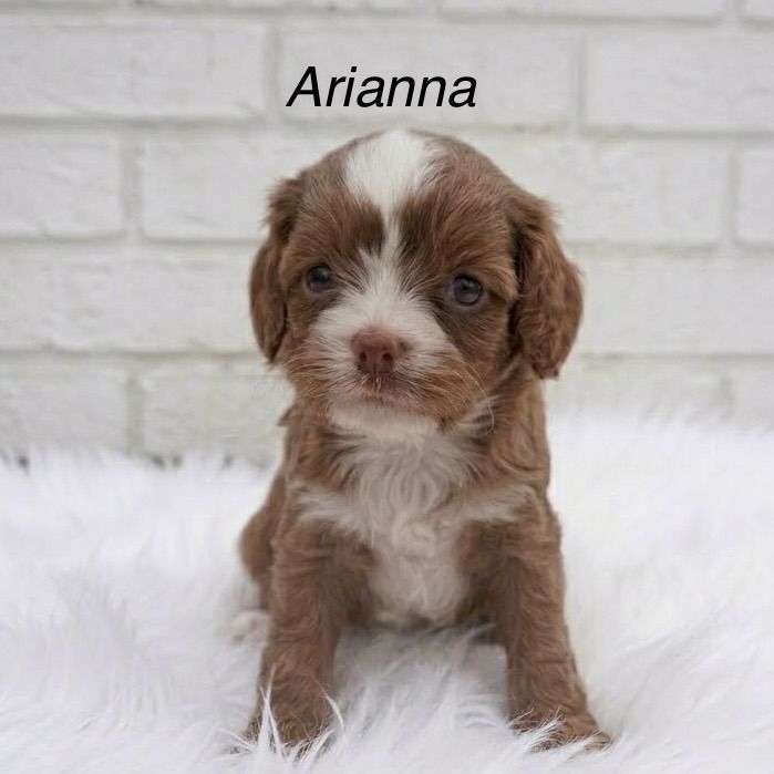 Cutest Micro Mini f1 Cavapoos Ready April 30th