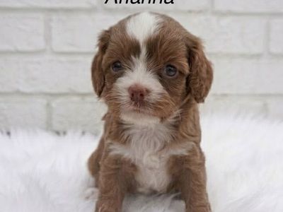 Cutest Micro Mini f1 Cavapoos Ready April 30th