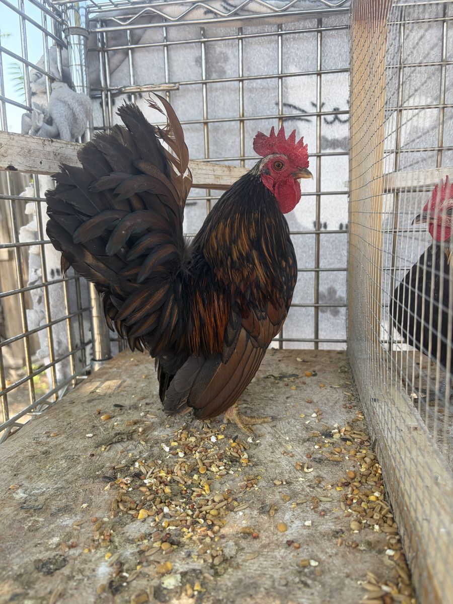 Malaysian Serama rooster