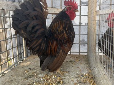Malaysian Serama rooster