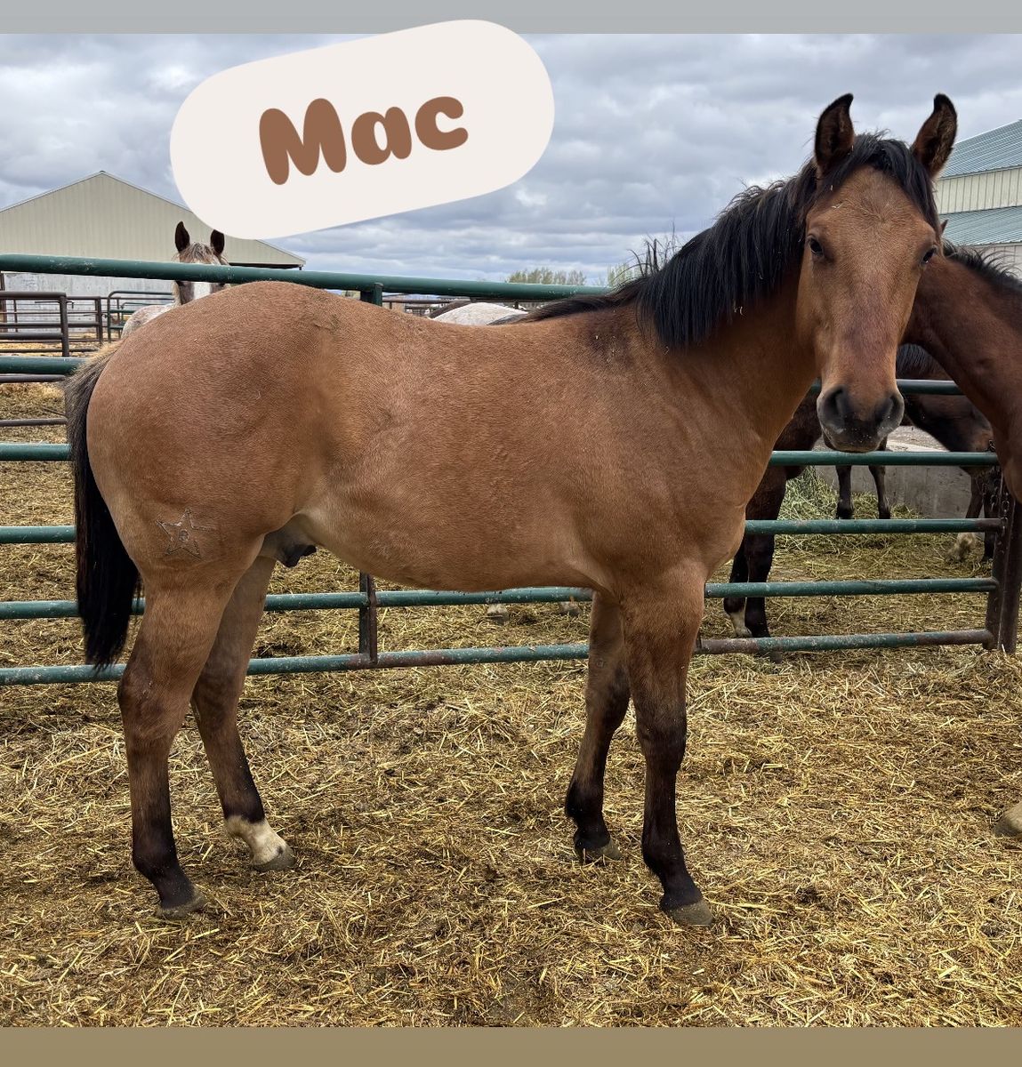 2025 Dun AQHA Gelding "Mac"