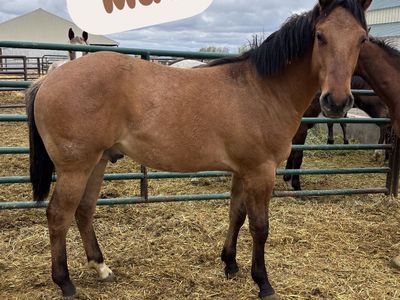 2025 Dun AQHA Gelding "Mac"