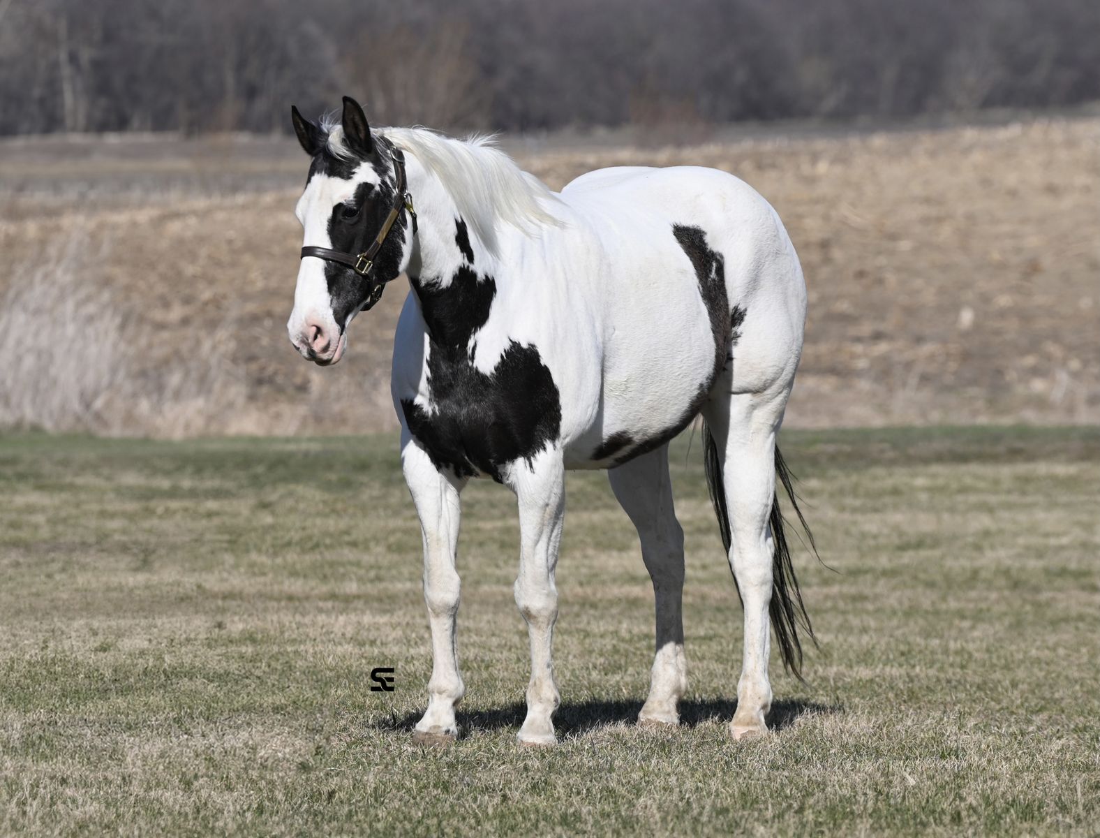 PAINTED Family Safe Trail Horse Deluxe!
