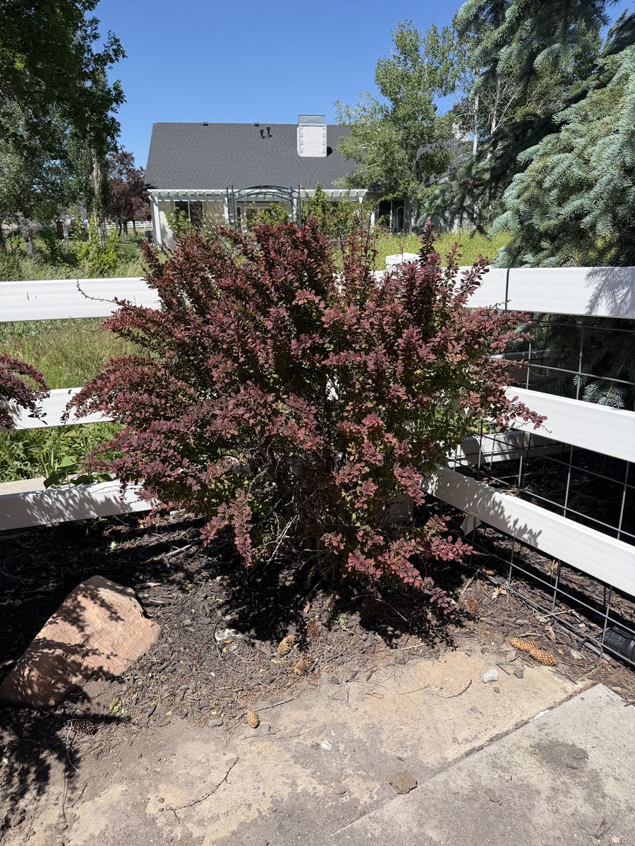 Mature and Healthy Japanese Barberry Plants x2