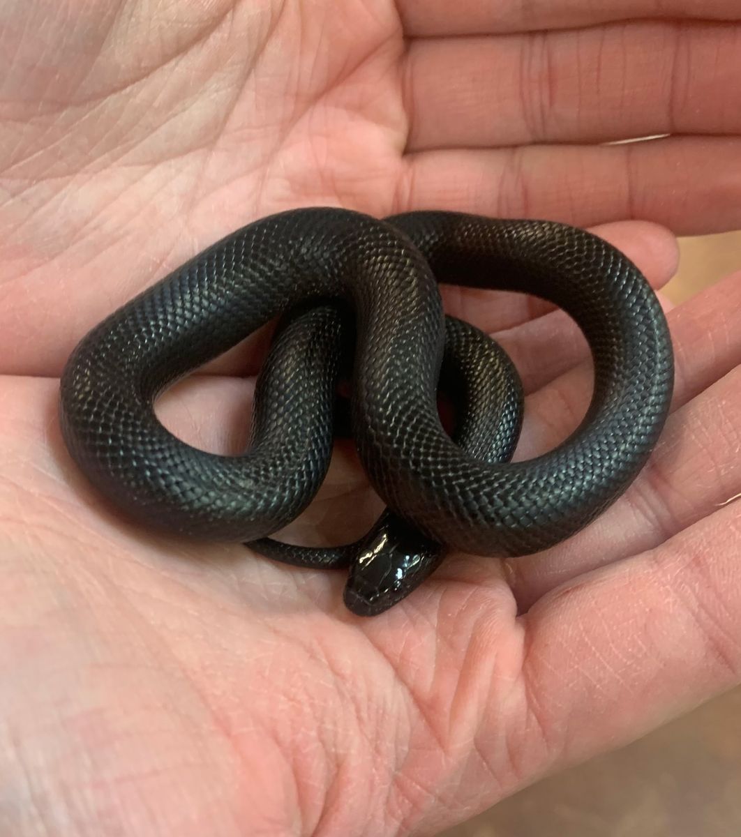 Mexican Black King Snake