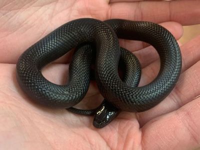 Mexican Black King Snake