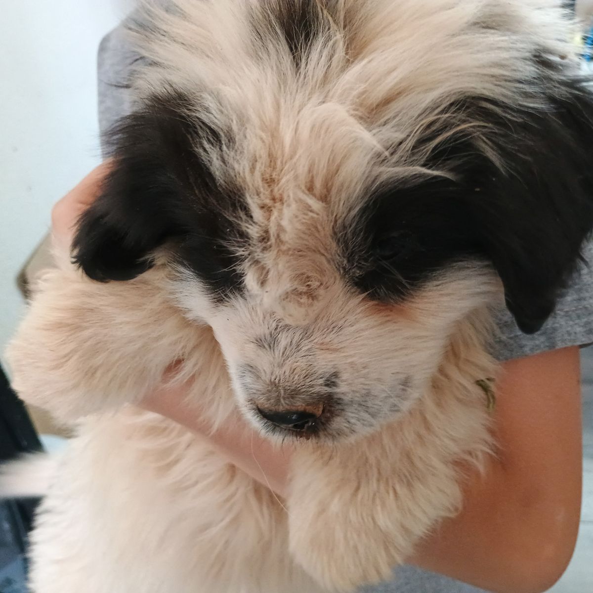 Saint Bernard/Newfoundland mix puppies