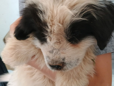 Saint Bernard/Newfoundland mix puppies