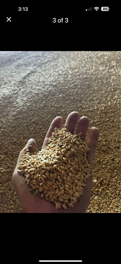 50 Bag Hard White Wheat