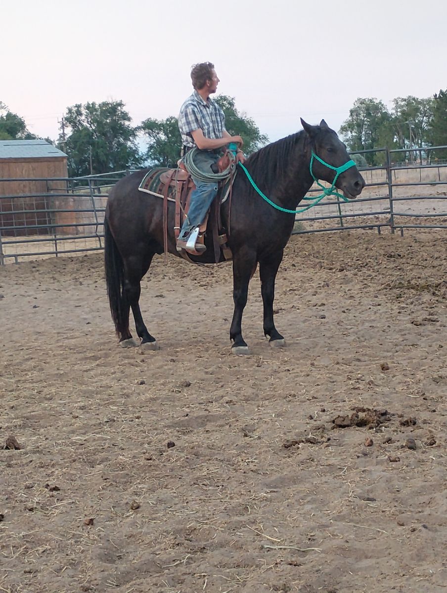 4 year old Stinking Water Mustang
