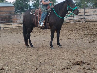 4 year old Stinking Water Mustang