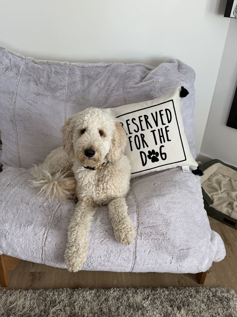 Goldendoodle Looking for New Home