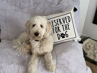 Goldendoodle Looking for New Home