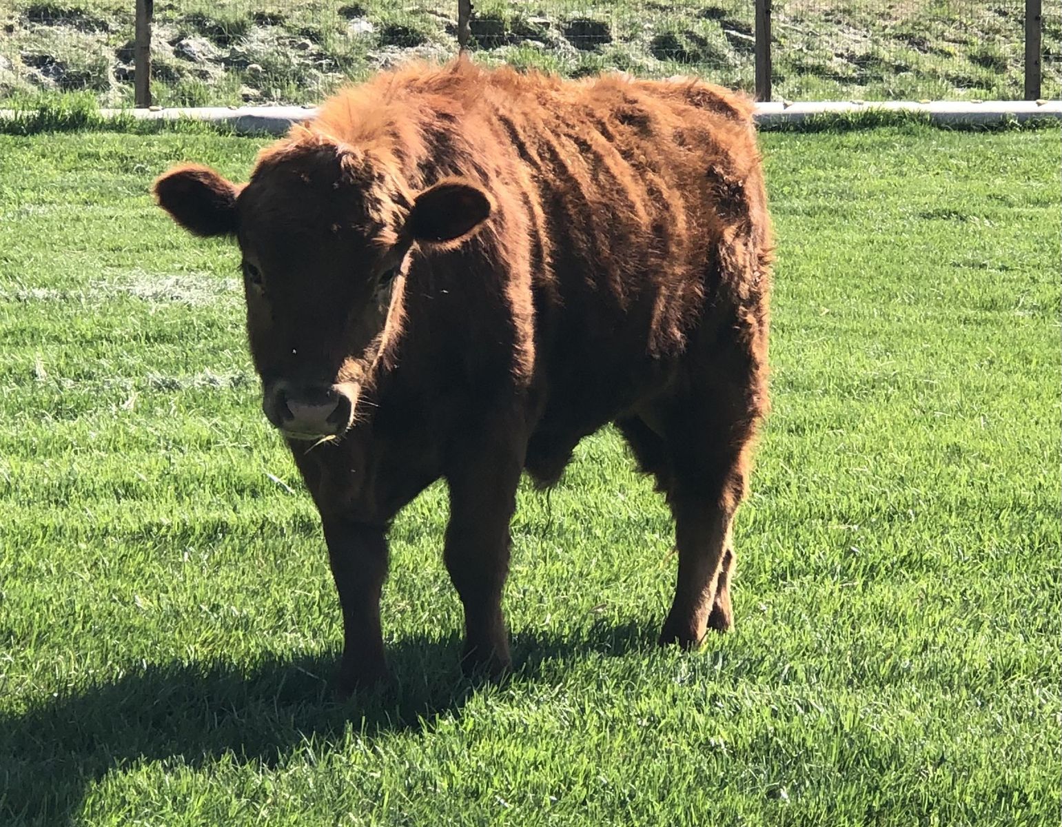 Dexter Bull for sale