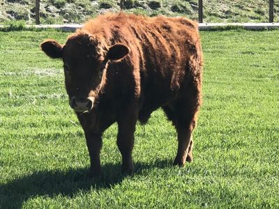 Dexter Bull for sale