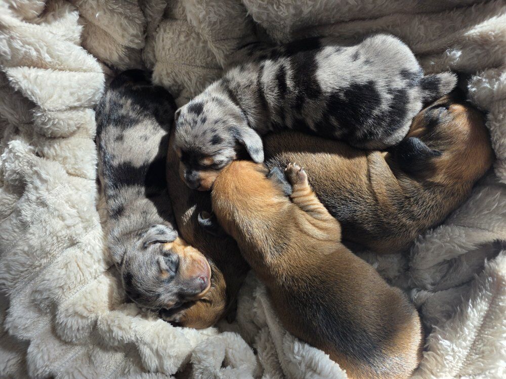 Miniature Dachshunds