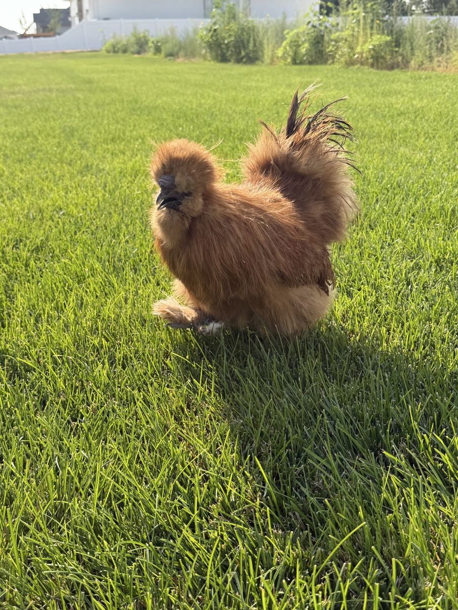 Free Silkie chicken rooster cockerel