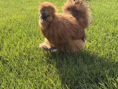 Free Silkie chicken rooster cockerel