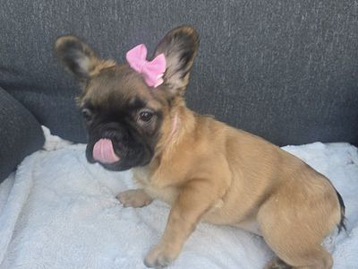 Fluffy French Bulldogs