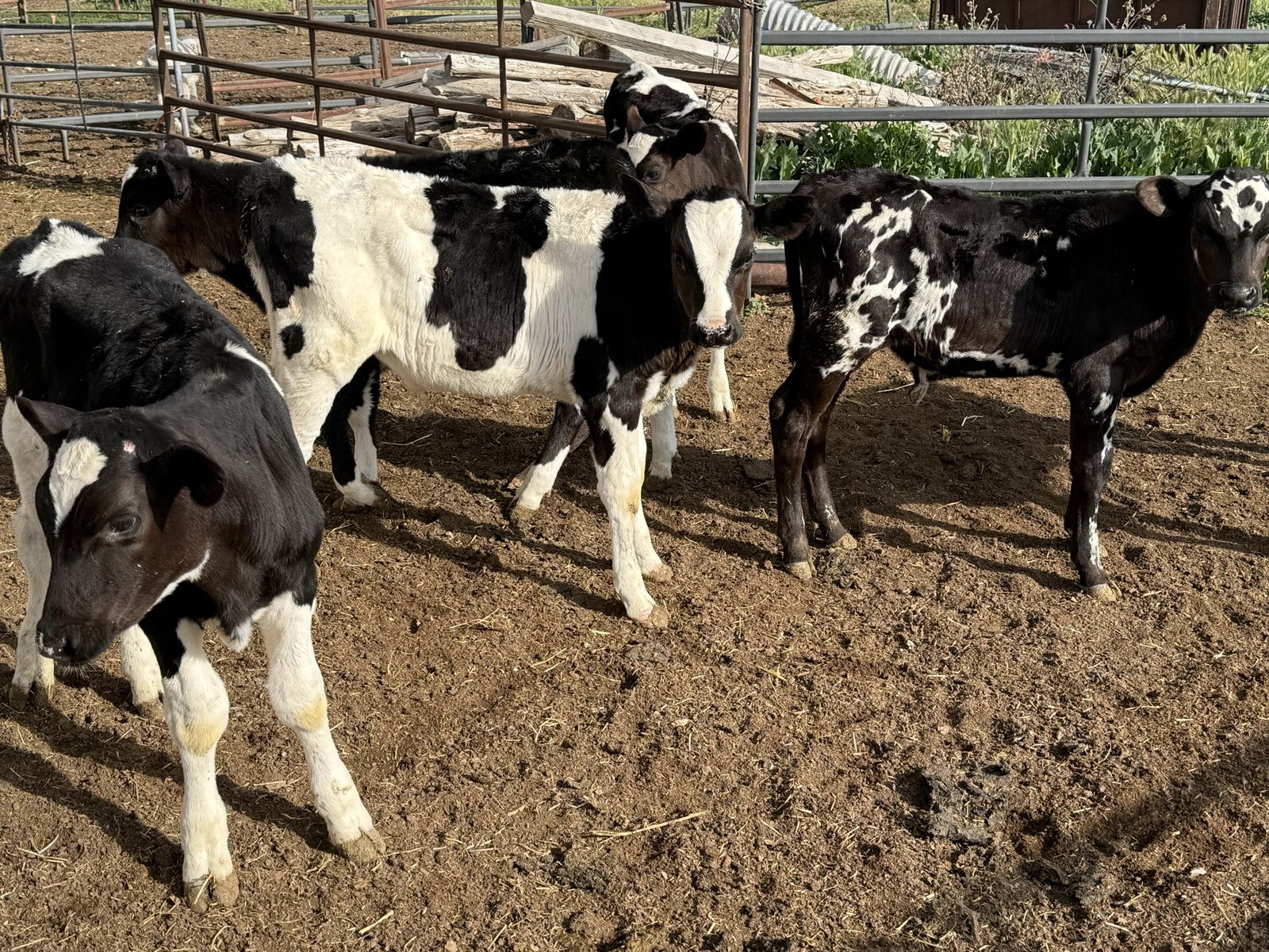 Holstein Steer Calves