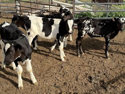 Holstein Steer Calves