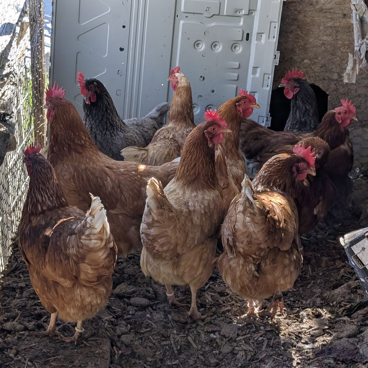 Very prolific young laying chickens