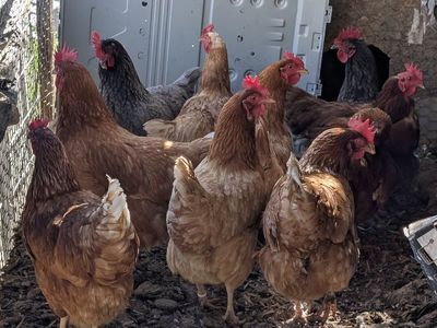 Very prolific young laying chickens