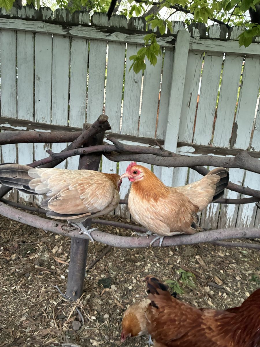 Azteca Hens