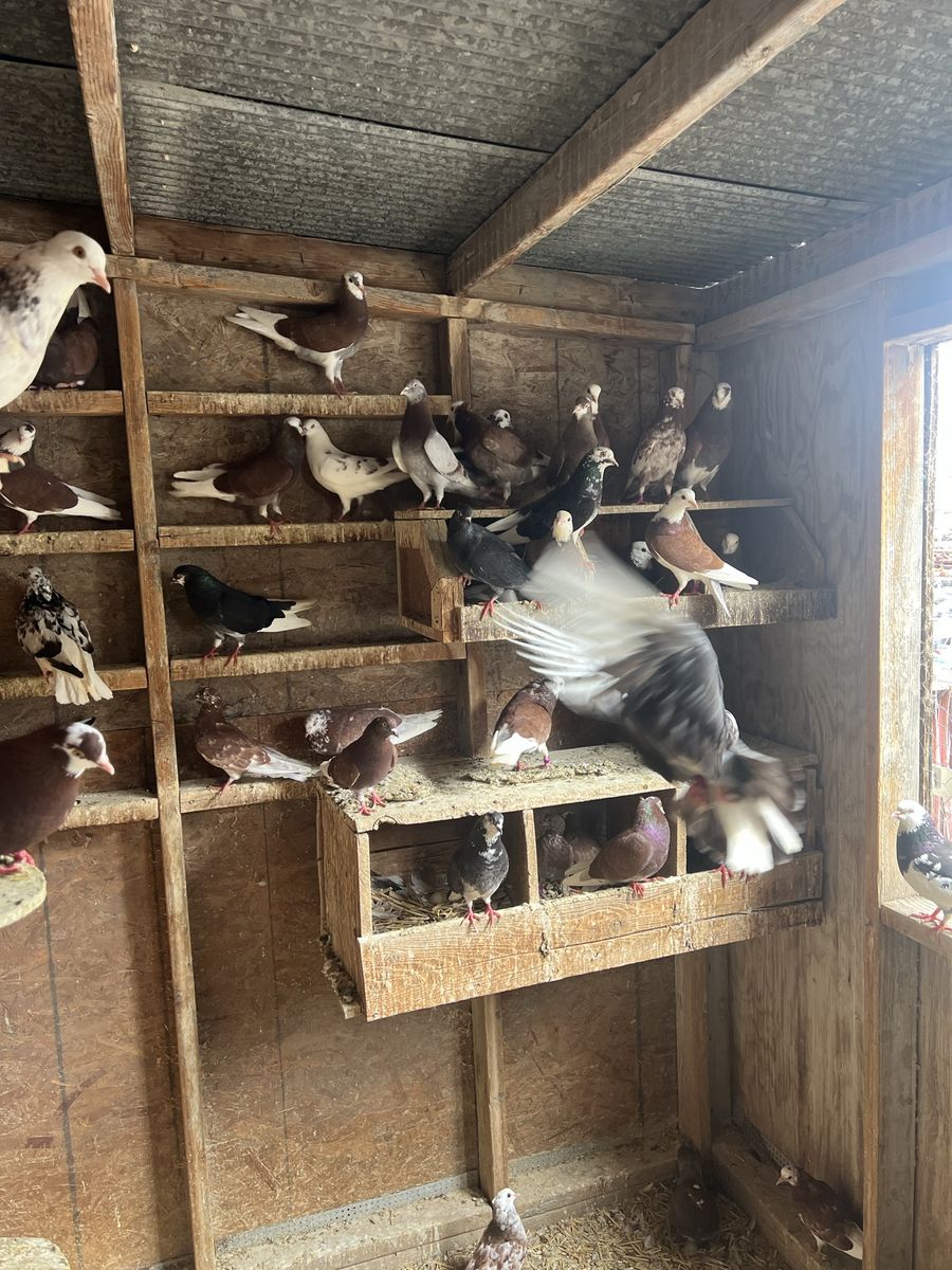 Young performing Roller Pigeons