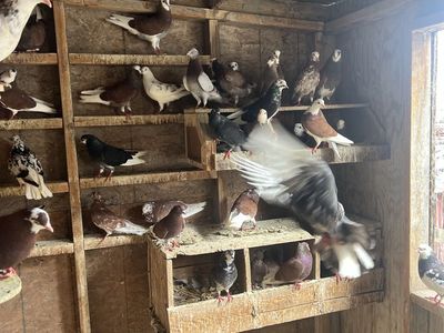 Young performing Roller Pigeons
