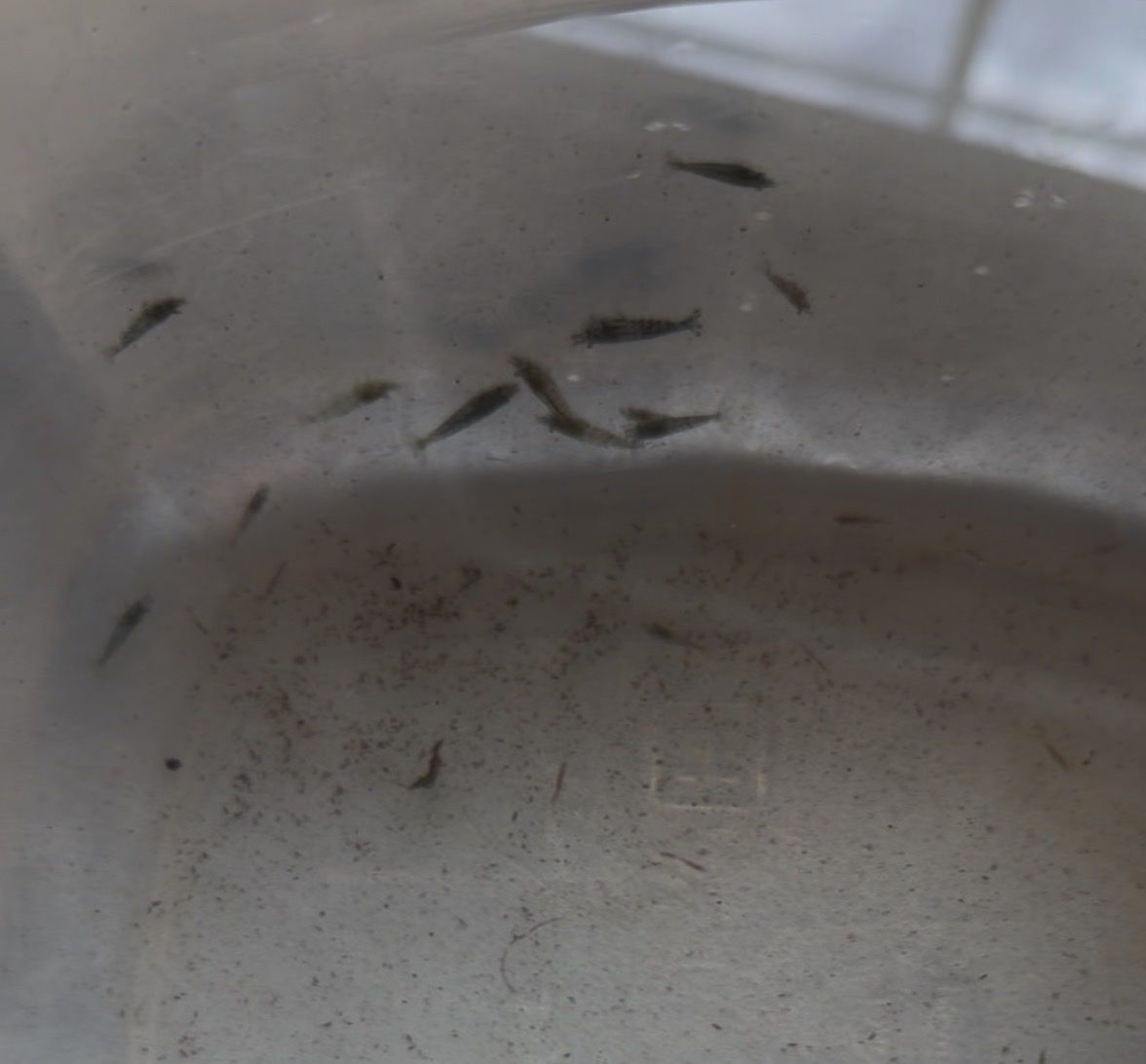 Free grey shrimp