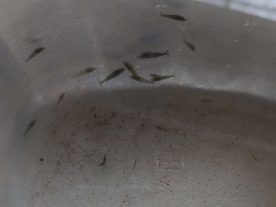 Free grey shrimp