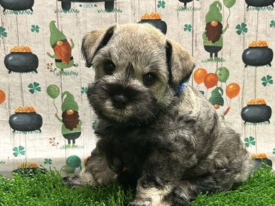 AKC Mini Schnauzer Puppy