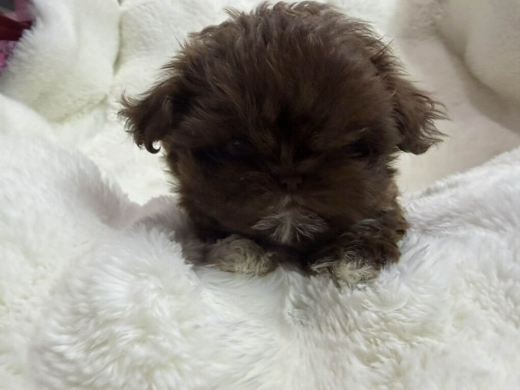 Mini Imperial Shih Tzu Puppy