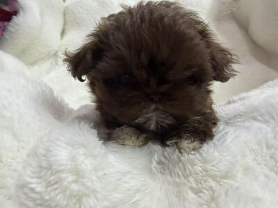 Mini Imperial Shih Tzu Puppy