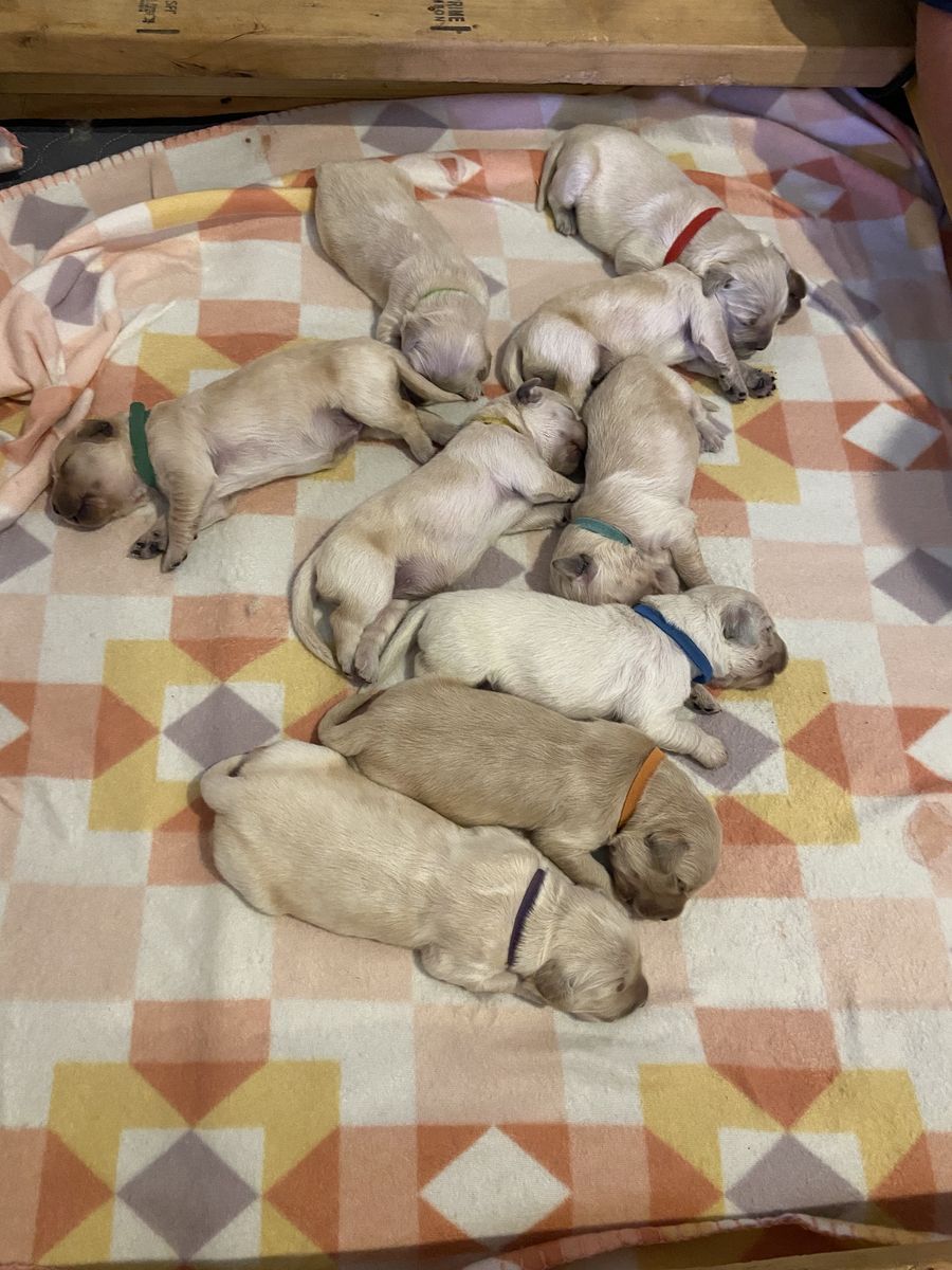 Golden Retriever Puppies