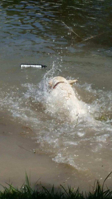 DOG TRAINING / BOARDING