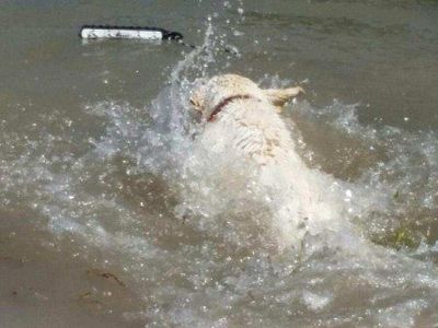 DOG TRAINING / BOARDING