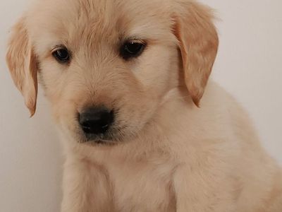 Golden Retriever Puppy female