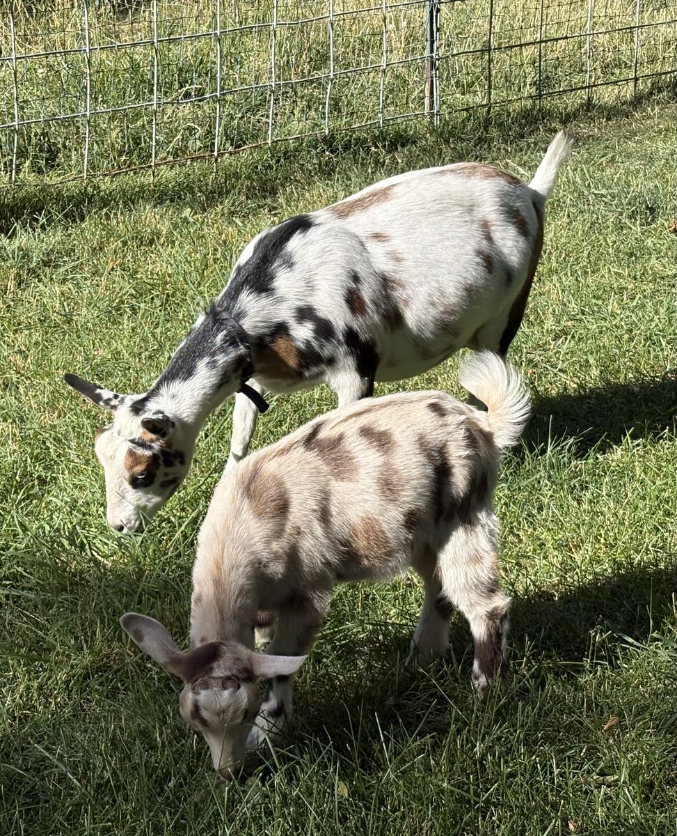 Nigerian Dwarf pair
