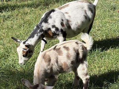 Nigerian Dwarf pair
