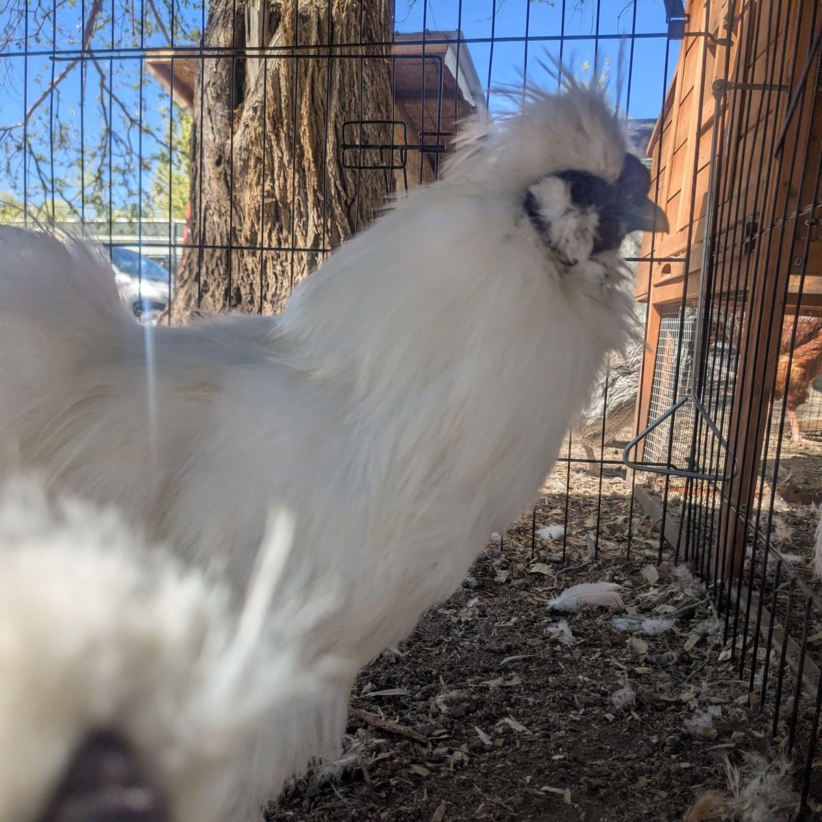 Purebred White Bearded Silkies – Fertilized Eggs