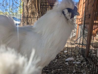 Purebred White Bearded Silkies – Fertilized Eggs