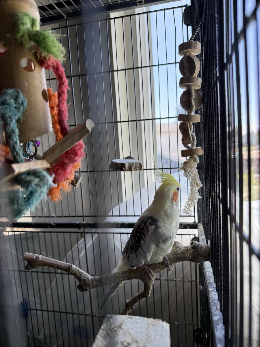 Pair Of Cockatiels