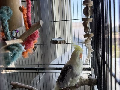Pair Of Cockatiels