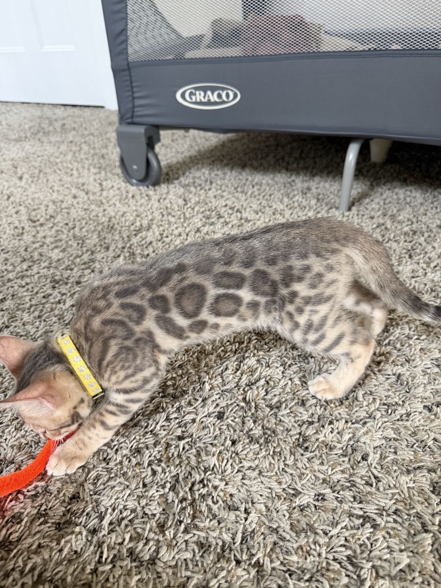 9 Week Bengal Kittens for sale