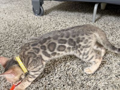 9 Week Bengal Kittens for sale