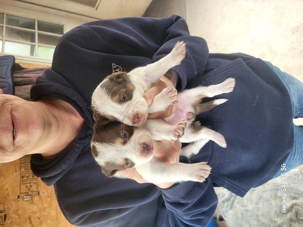 Aussie/red heeler cross