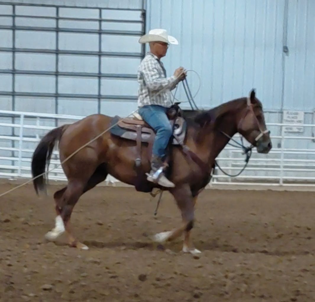 3 yr oldAPHA solid Hollywood Dun It  mare. Well started